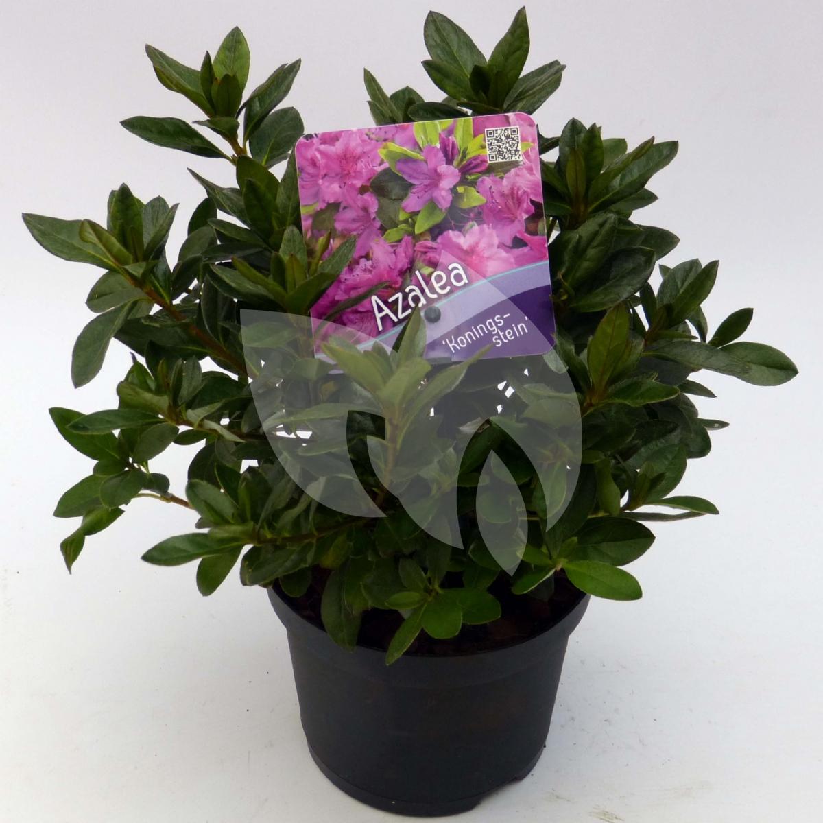 Plantenwinkel.nl Rododendron (Rhododendron Japonica 