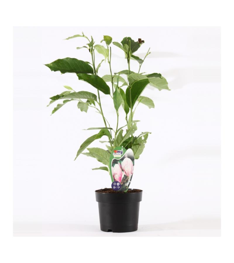 Magnolia struik Soulangeana