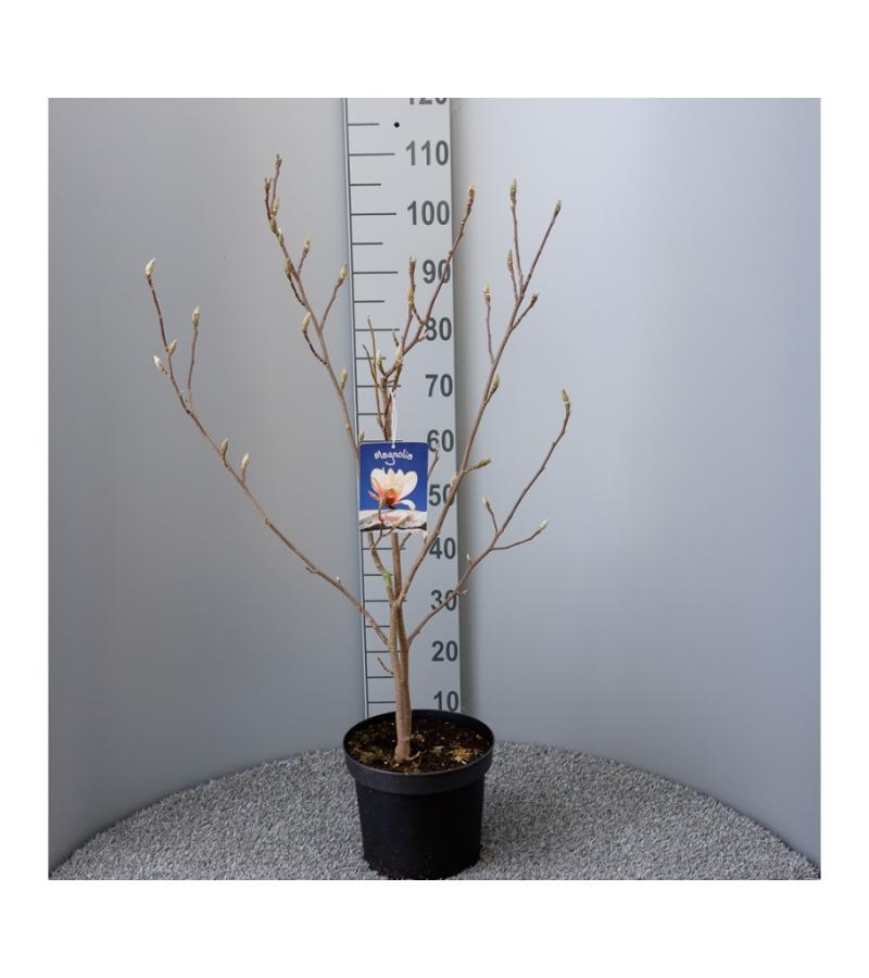 Magnolia struik Soulangeana