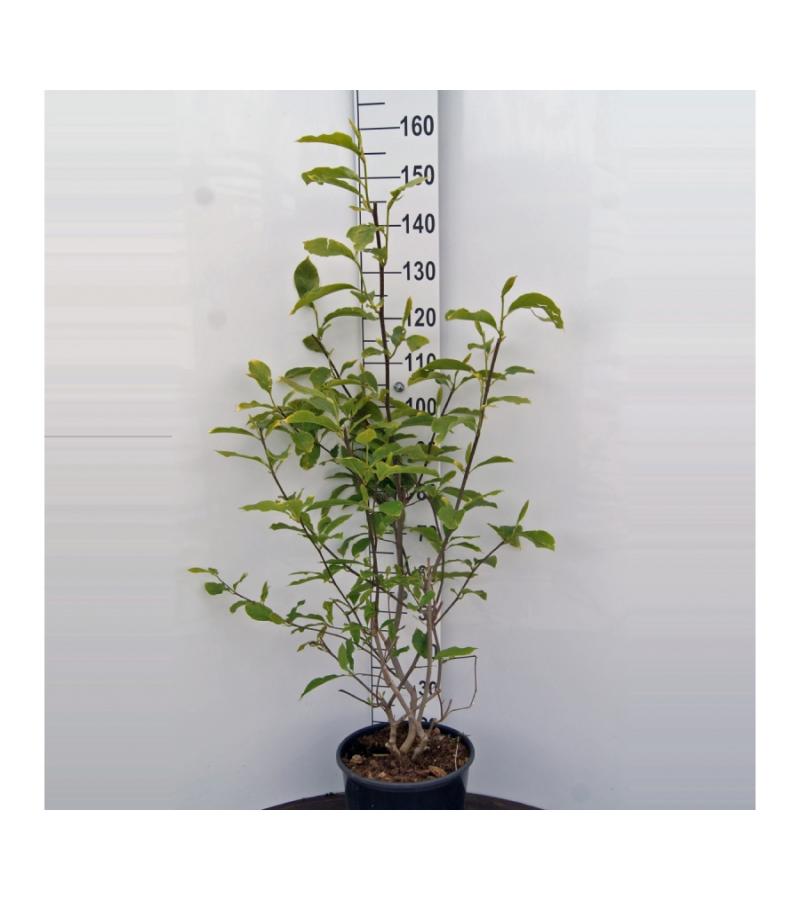 Magnolia struik Soulangeana