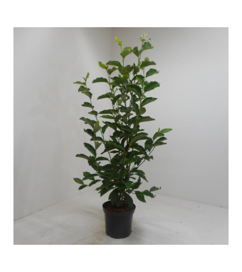 Magnolia struik Soulangeana