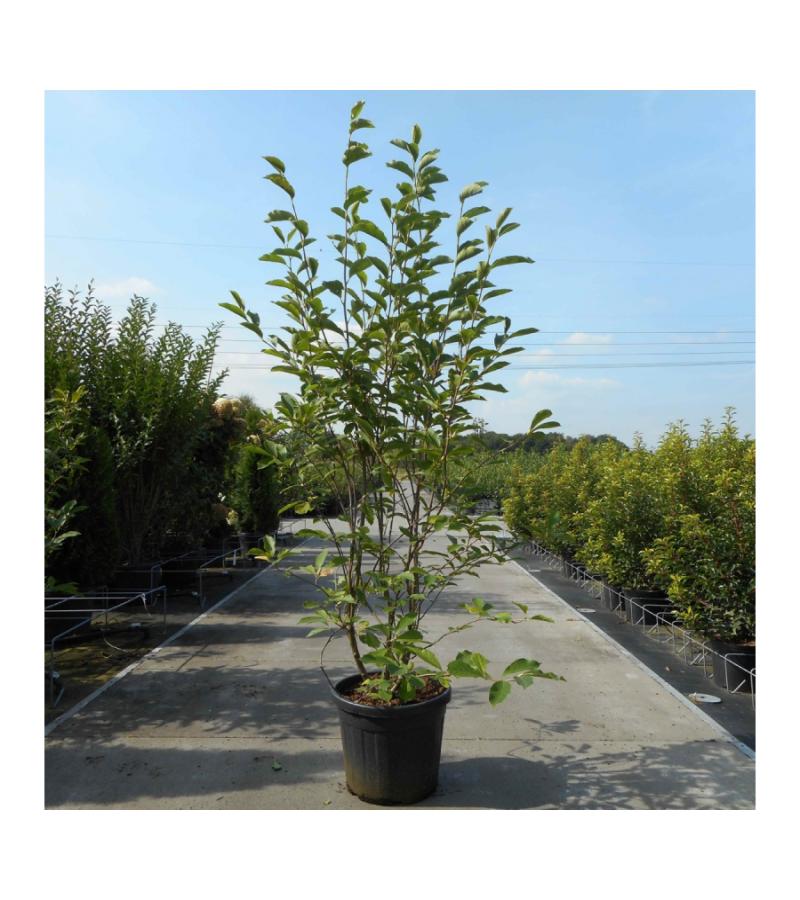 Magnolia struik Soulangeana