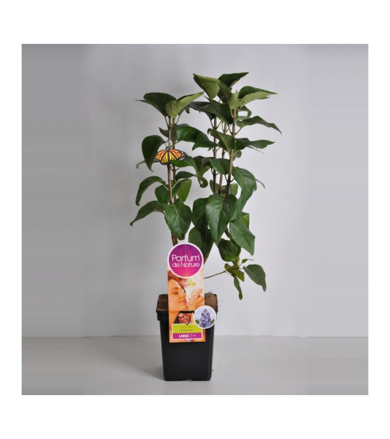 Sering (syringa vulgaris "Nadezhda"Parfum de Nature)