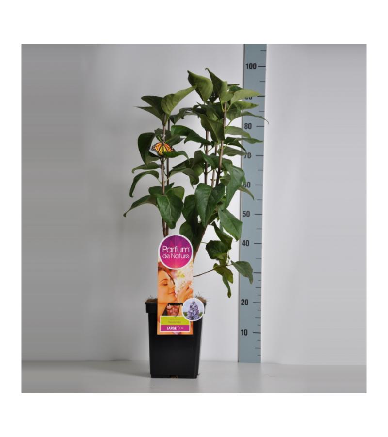 Sering (syringa vulgaris "Nadezhda"Parfum de Nature)