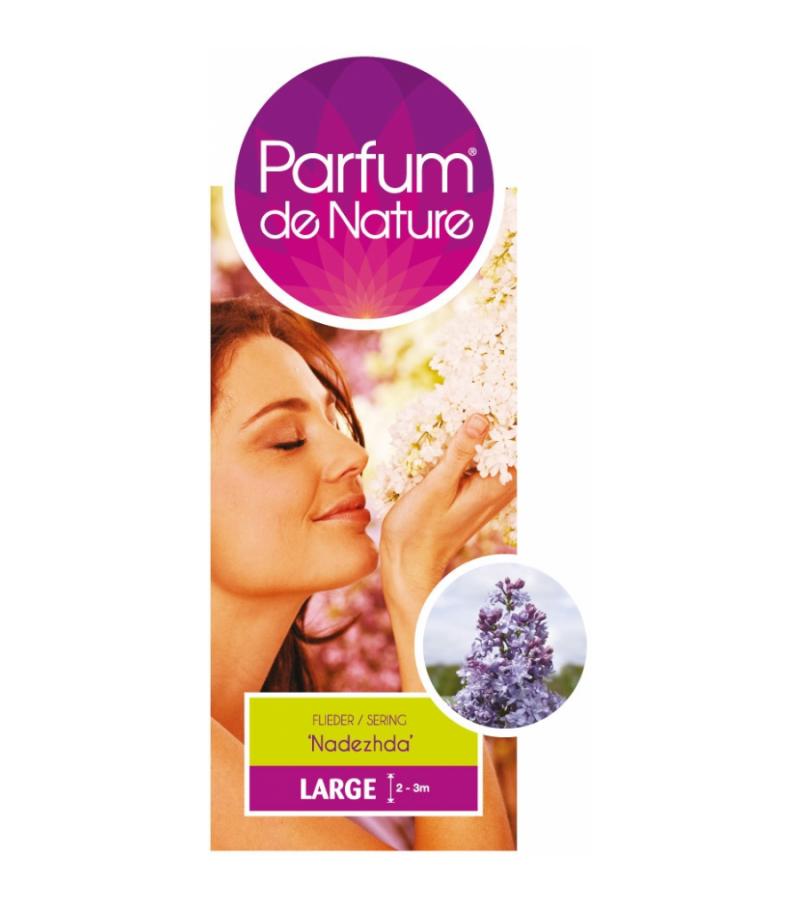 Sering (syringa vulgaris "Nadezhda"Parfum de Nature)