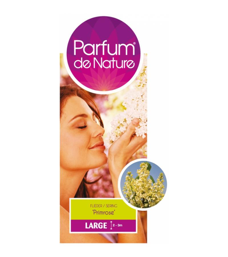 Sering (syringa vulgaris "Primrose"Parfum de Nature)