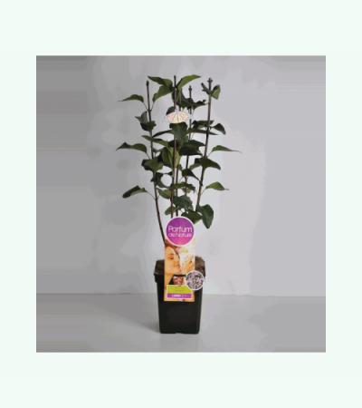 Sering (syringa vulgaris "Sensation"Parfum de Nature)