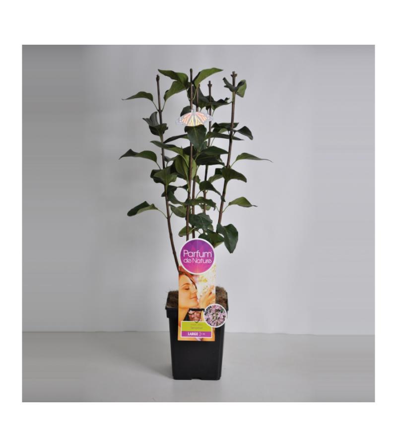 Sering (syringa vulgaris "Sensation"Parfum de Nature)