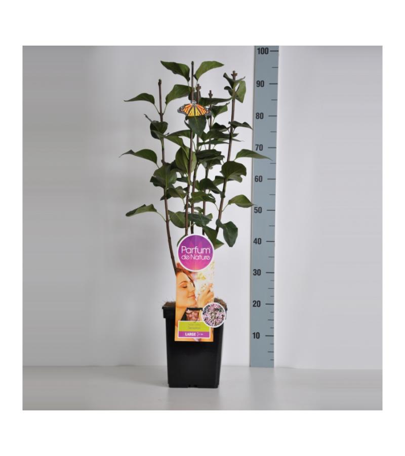 Sering (syringa vulgaris "Sensation"Parfum de Nature)