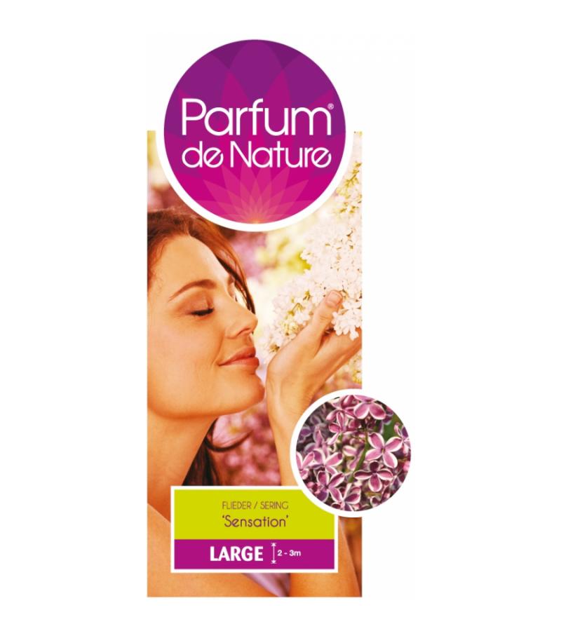 Sering (syringa vulgaris "Sensation"Parfum de Nature)