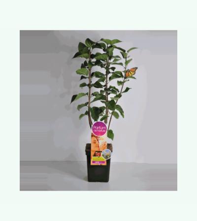 Sering (syringa vulgaris "Souv. d'Alice Harding"Parfum de Nature) 