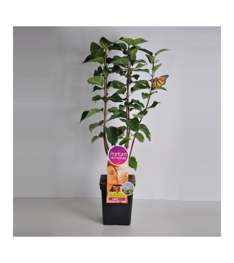 Sering (syringa vulgaris "Souv. d'Alice Harding"Parfum de Nature) 