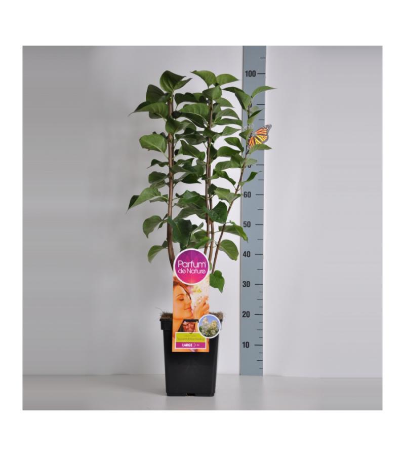 Sering (syringa vulgaris "Souv. d'Alice Harding"Parfum de Nature) 