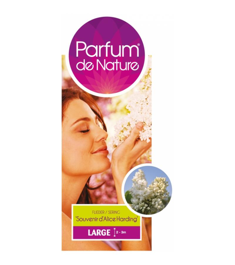 Sering (syringa vulgaris "Souv. d'Alice Harding"Parfum de Nature) 