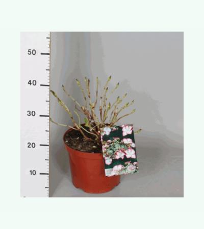 Hydrangea Macrophylla "Hovaria Love You Kiss" schermhortensia