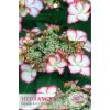 Hydrangea Macrophylla "Hovaria Love You Kiss" schermhortensia