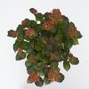 Hydrangea Macrophylla "Hovaria Mirai" boerenhortensia