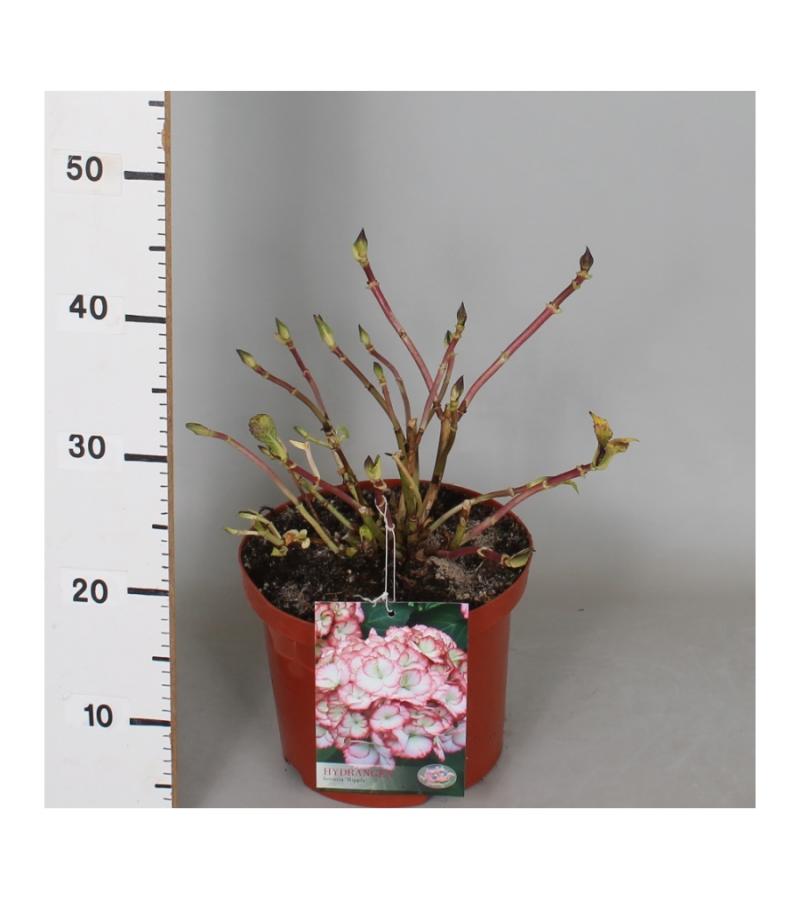 Hydrangea Macrophylla "Hovaria Ripple" boerenhortensia