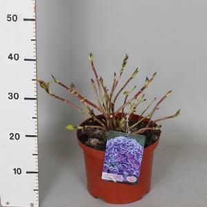 Hydrangea Macrophylla "Hovaria Hopcorn" boerenhortensia