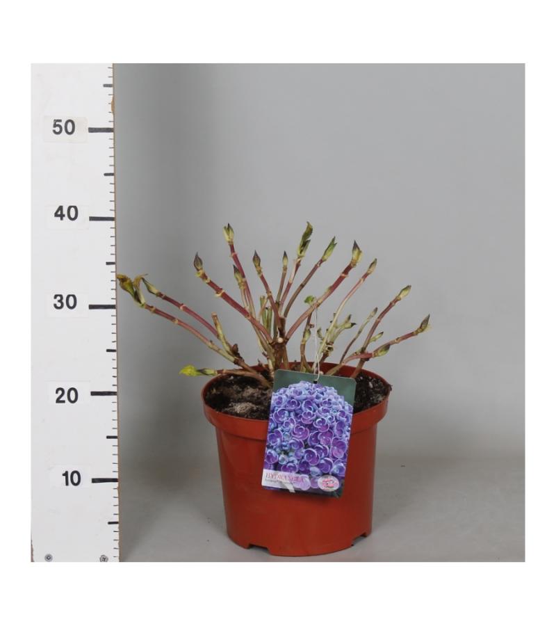 Hydrangea Macrophylla "Hovaria Hopcorn" boerenhortensia
