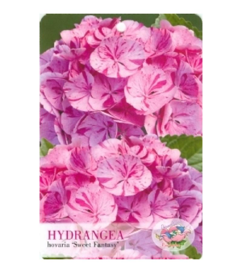 Hydrangea Macrophylla "Hovaria Sweet Fantasy" boerenhortensia
