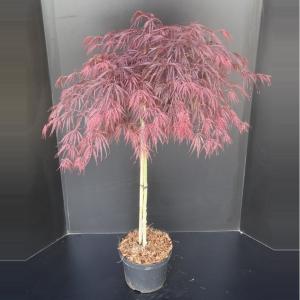 Dagaanbieding - Japanse esdoorn op stam (Acer palmatum 