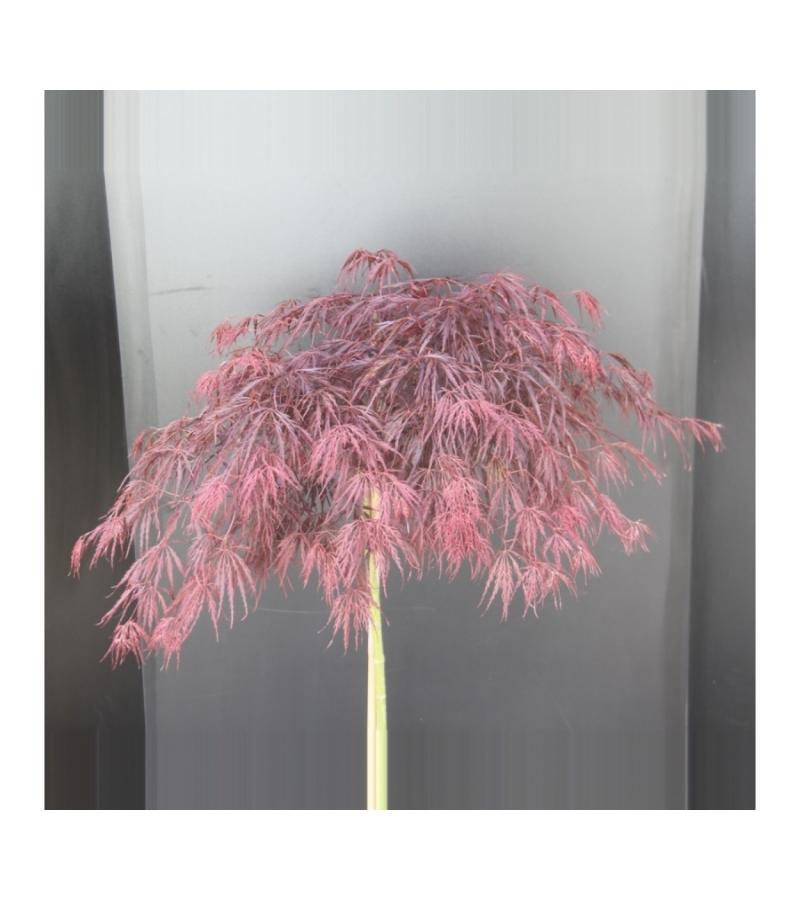 Japanse esdoorn op stam (Acer palmatum "Garnet") heester