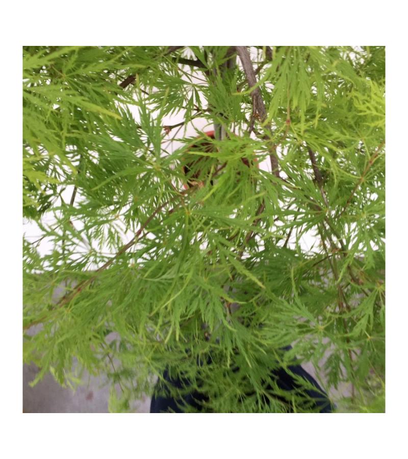 Japanse esdoorn op stam (Acer palmatum "Dissectum") heester