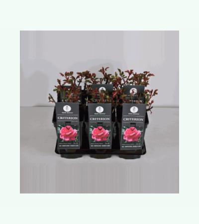 Grootbloemige roos (rosa "Criterion")
