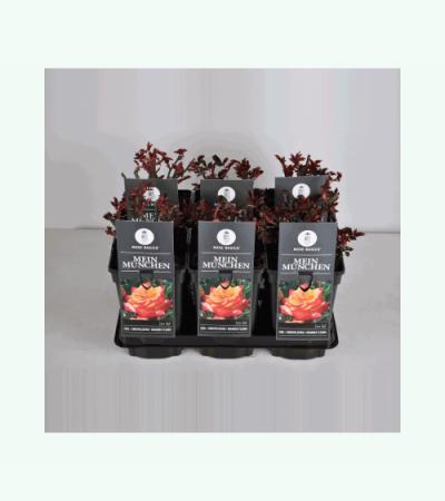 Grootbloemige roos (rosa "Mein Munchen")