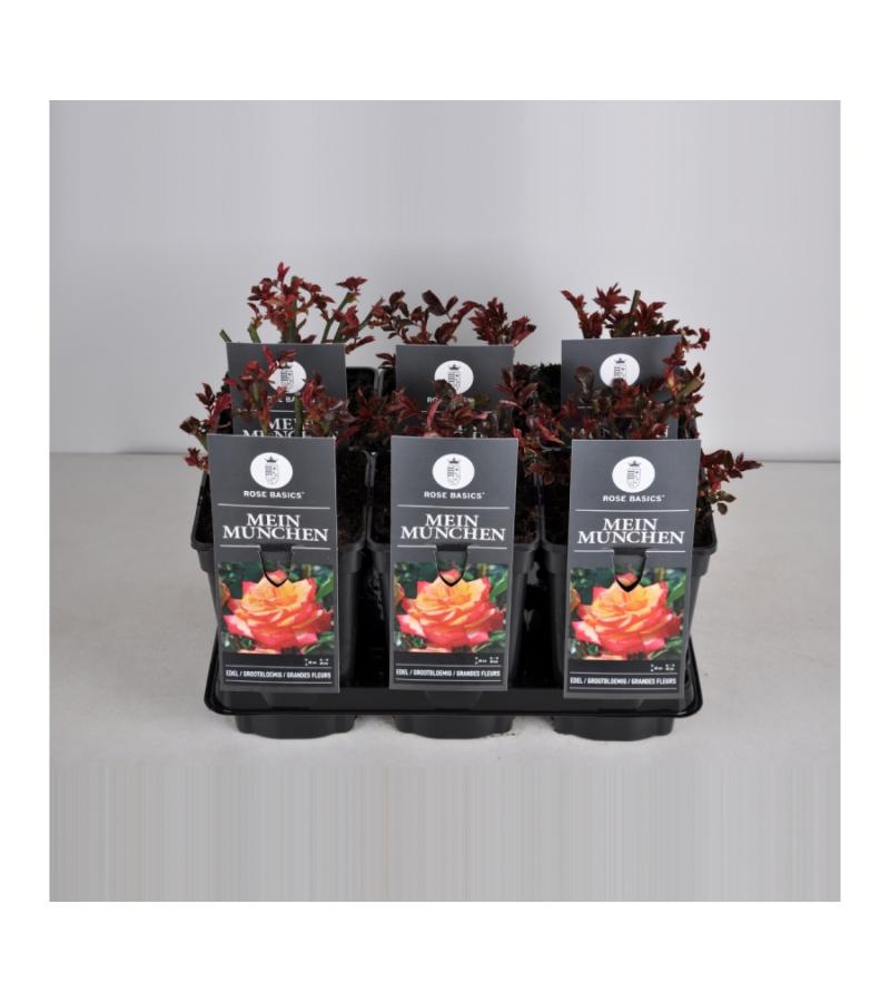 Grootbloemige roos (rosa "Mein Munchen")