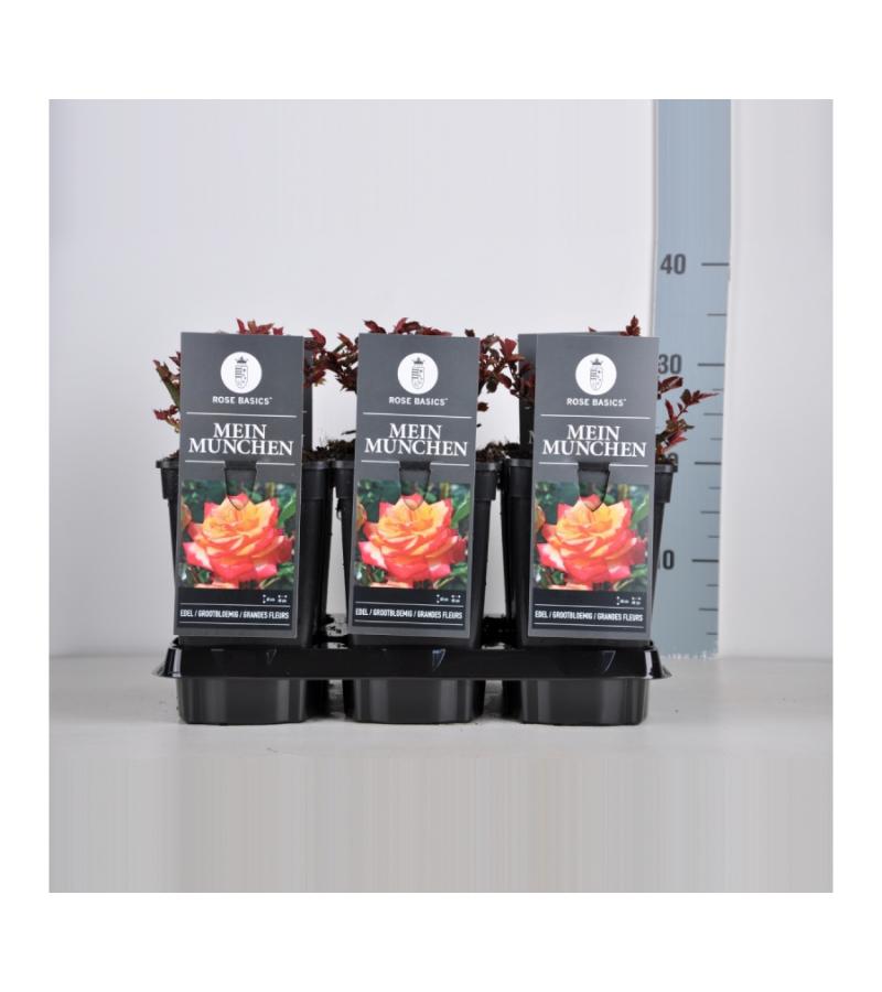 Grootbloemige roos (rosa "Mein Munchen")