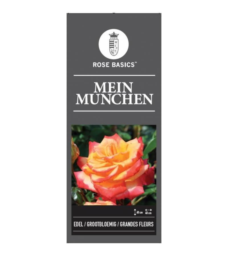 Grootbloemige roos (rosa "Mein Munchen")