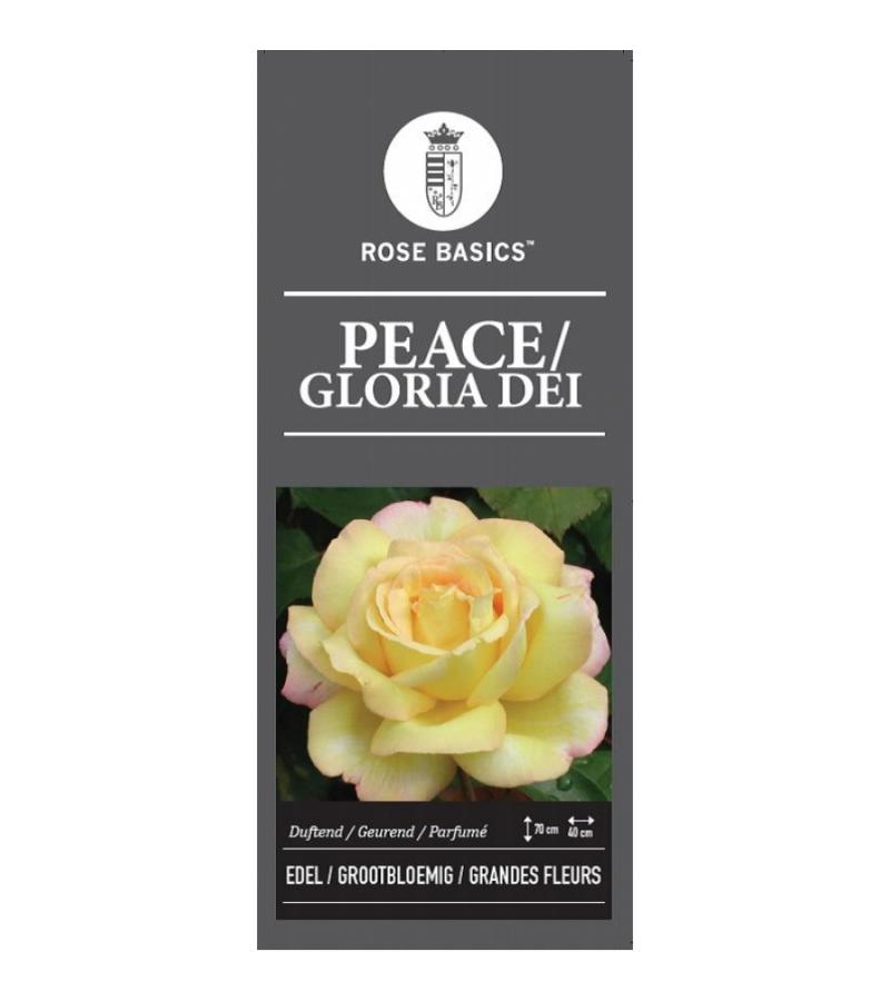 Grootbloemige roos (rosa "Peace" (Gloria Dei))