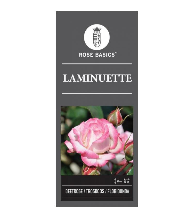 Trosroos (rosa "Laminuette")