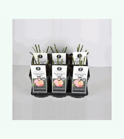 Grootbloemige roos (rosa "Augusta Luise"®)