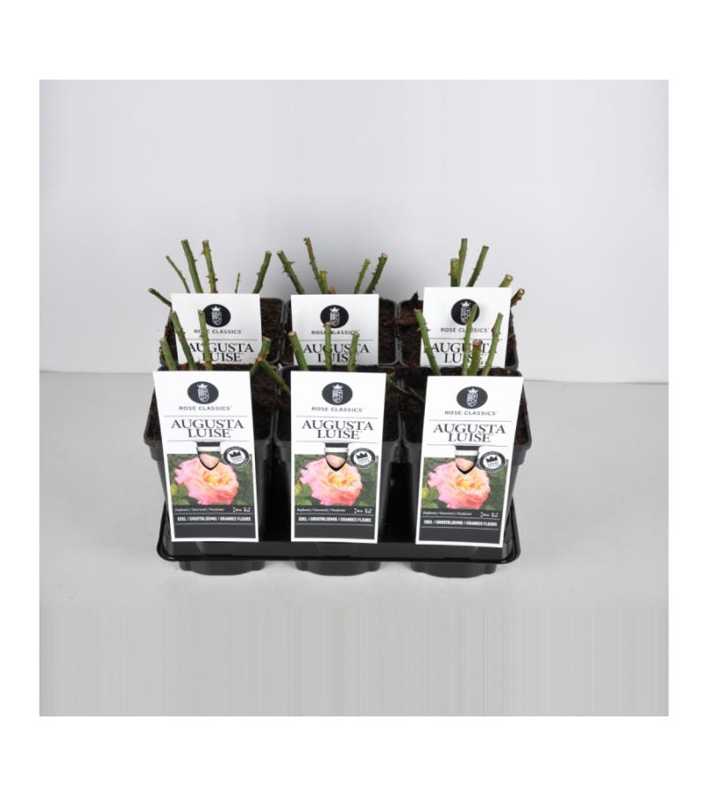 Grootbloemige roos (rosa "Augusta Luise"®)