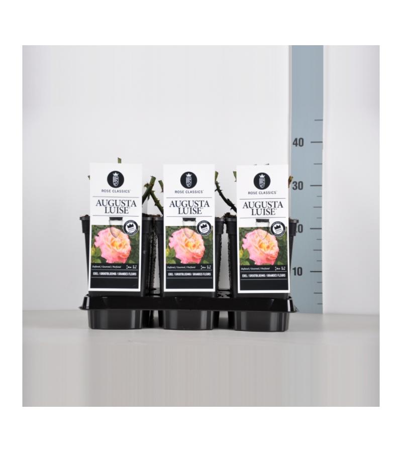 Grootbloemige roos (rosa "Augusta Luise"®)