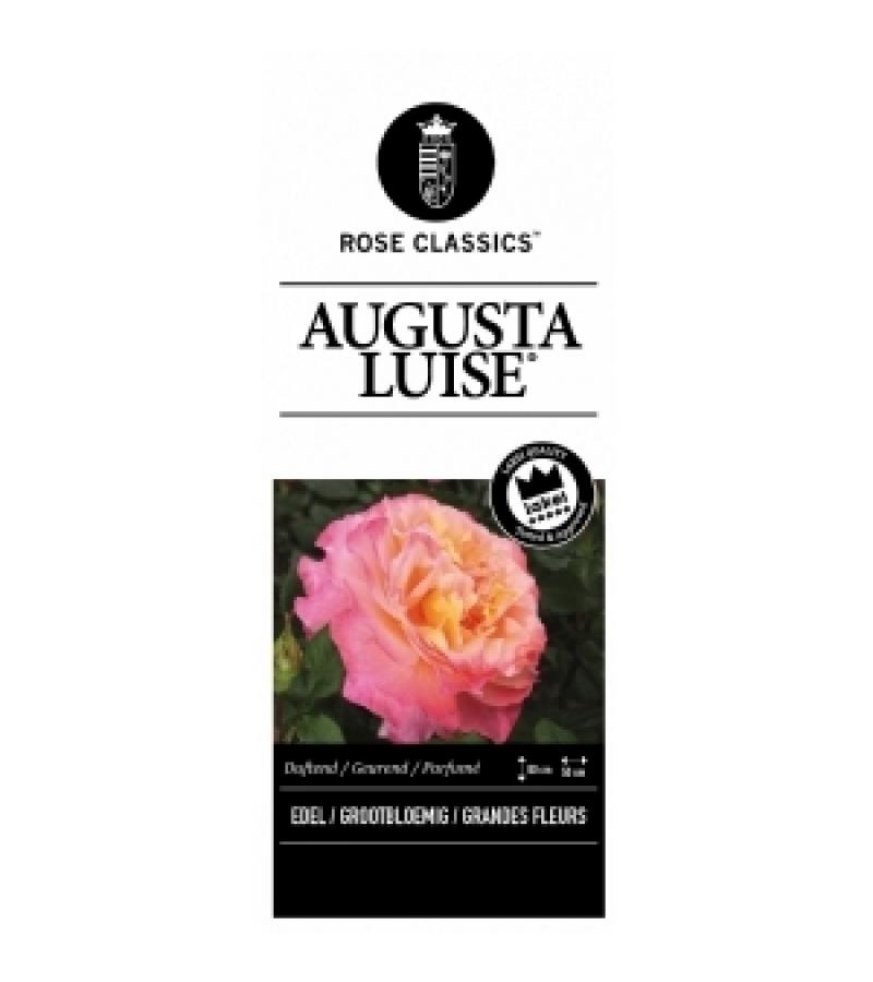 Grootbloemige roos (rosa "Augusta Luise"®)