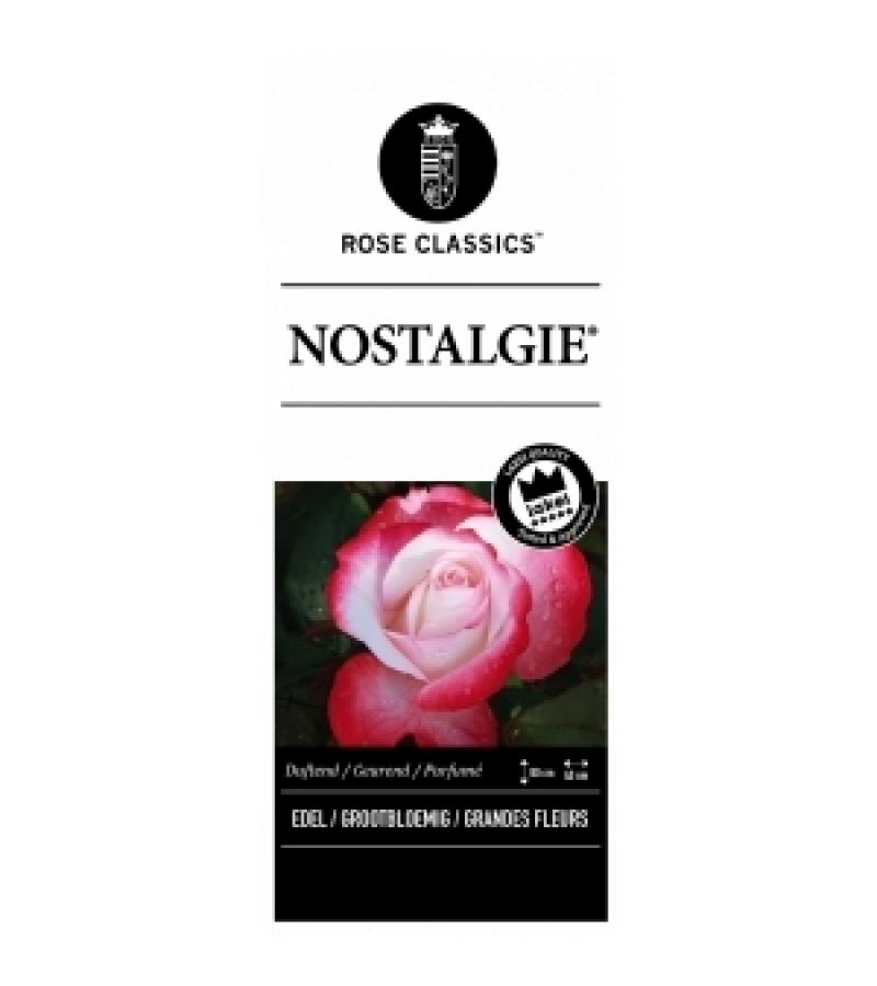 Grootbloemige roos (rosa "Nostalgie"®)