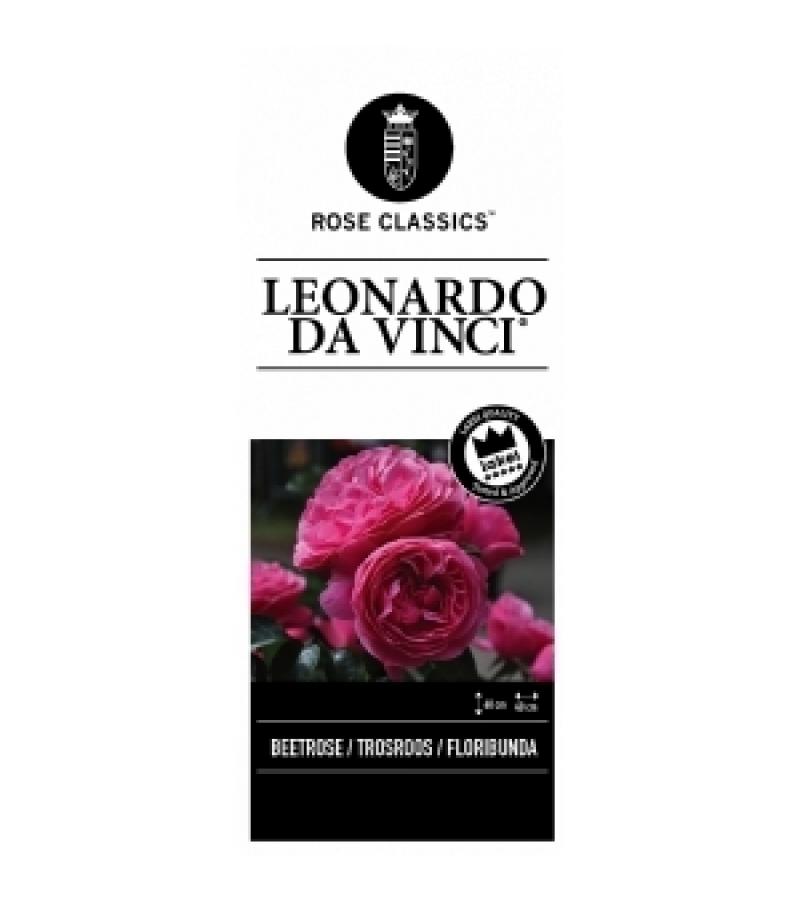 Trosroos (rosa "Leonardo da Vinci"®)
