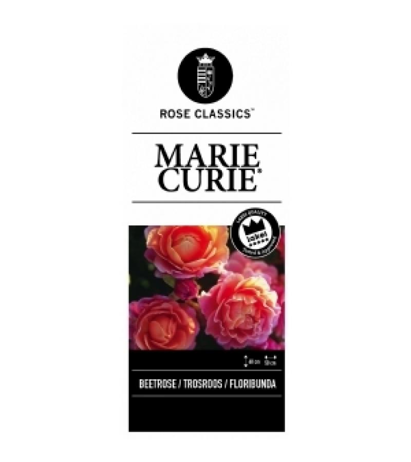 Trosroos (rosa "Marie Curie"®)