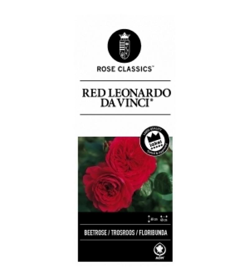 Trosroos (rosa "Red Leonardo da Vinci"®)