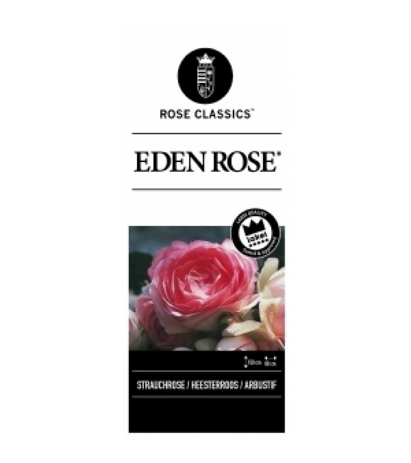Heesterroos (rosa "Eden Rose"®)