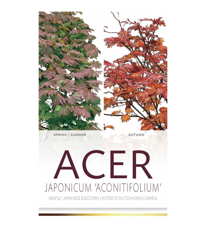 Japanse esdoorn (Acer Japonicum "Aconitifolium") heester