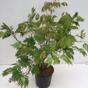 Japanse esdoorn (Acer Japonicum Aconitifolium) heester 8 stuks