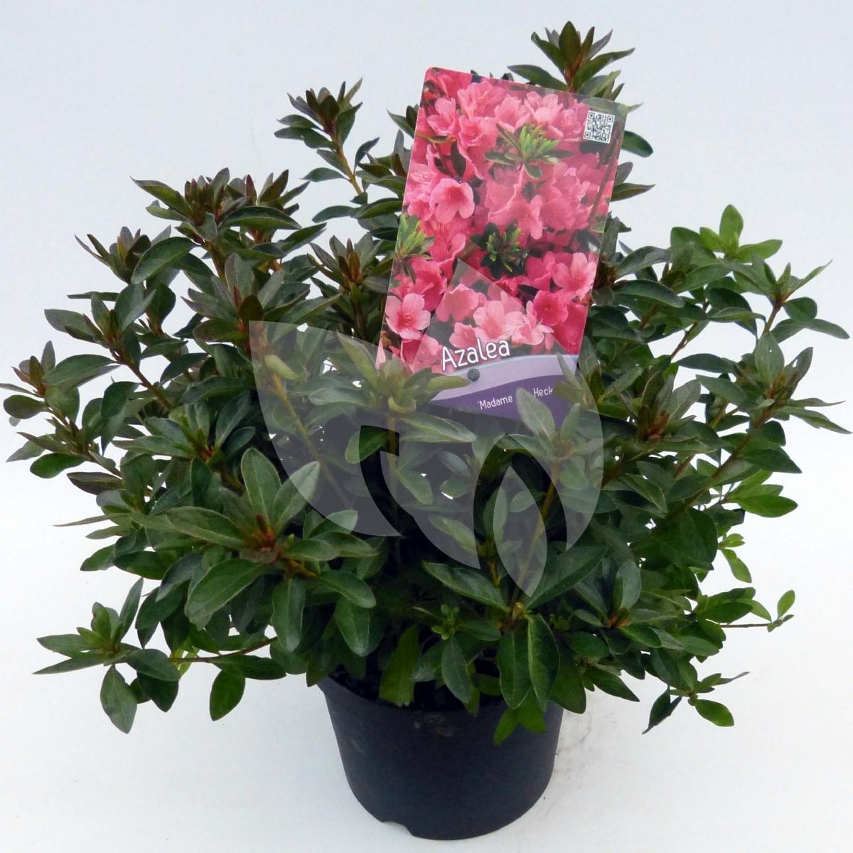 Plantenwinkel.nl Rododendron (Rhododendron Japonica 