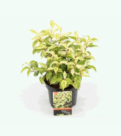 Druifheide (Leucothoe fontanesiana “Makijaz” PBR) heester