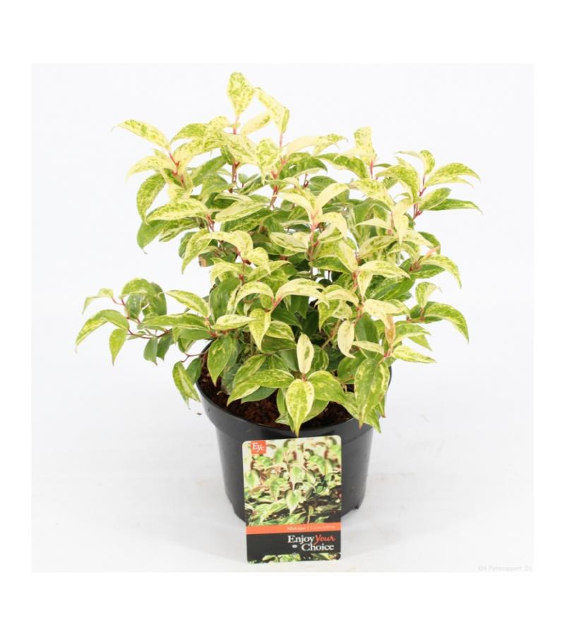 Druifheide (Leucothoe fontanesiana “Makijaz” PBR) heester