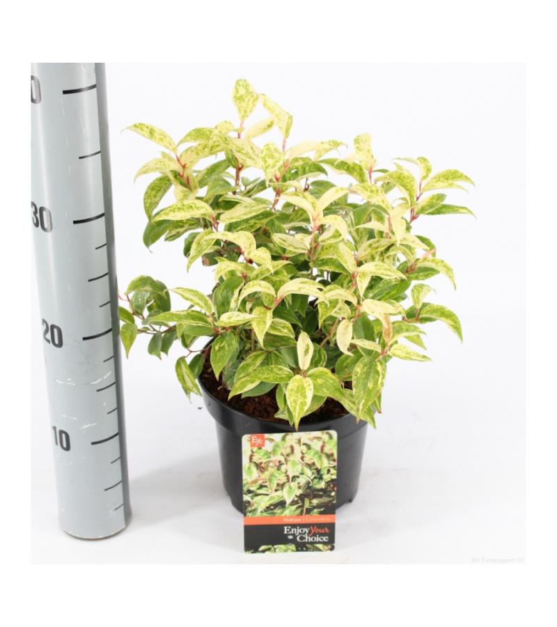 Druifheide (Leucothoe fontanesiana “Makijaz” PBR) heester